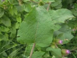 Arctium minus (6)