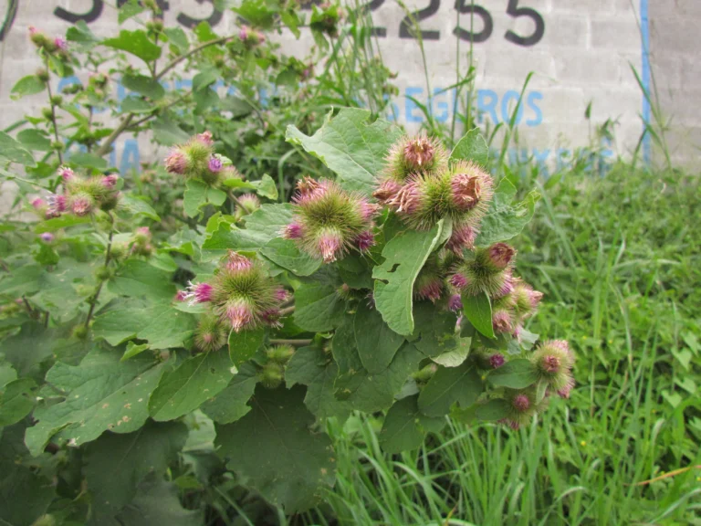 Arctium minus (4)