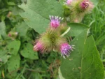 Arctium minus (2)