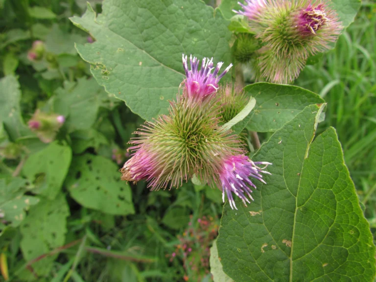 Arctium minus (3)