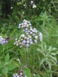 Ageratum conyzoides (15)