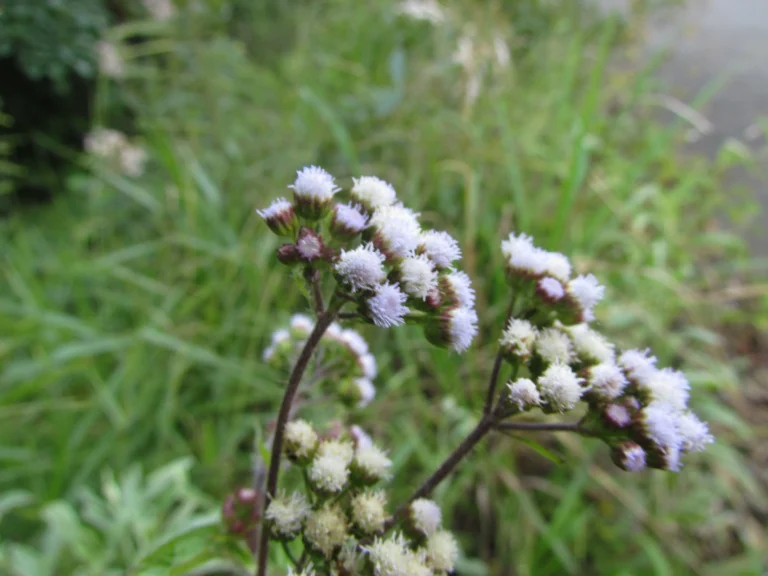 Ageratum conyzoides (14)