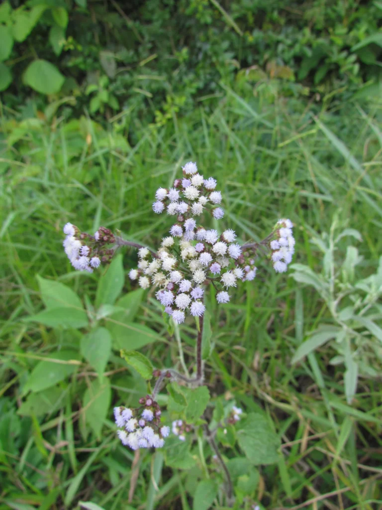 Ageratum conyzoides (12)