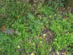 Ageratum conyzoides (3)