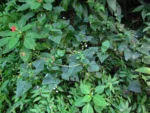 Adenostemma involucratum (15)