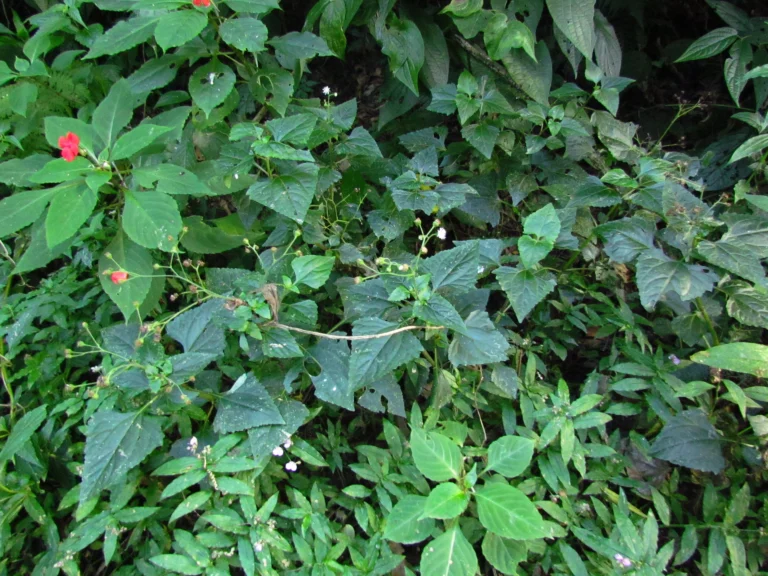 Adenostemma involucratum (15)
