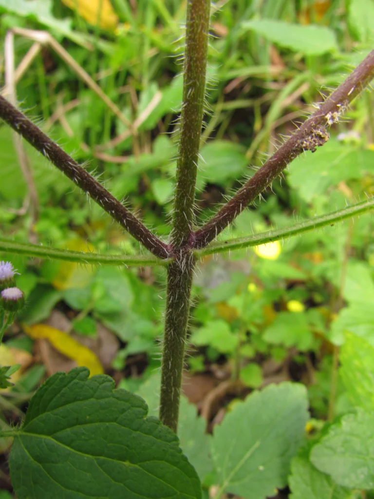 Ageratum conyzoides (1)