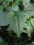 Adenostemma involucratum (13)