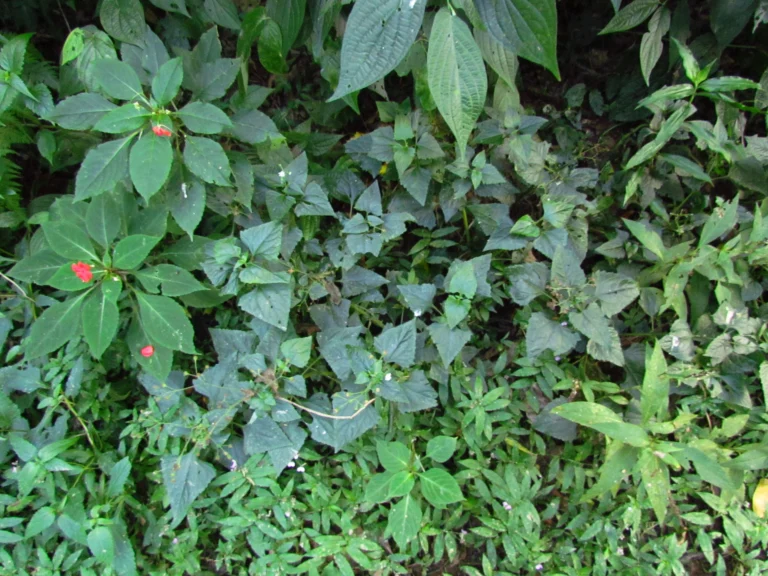 Adenostemma involucratum (11)