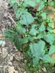 Adenostemma involucratum (10)