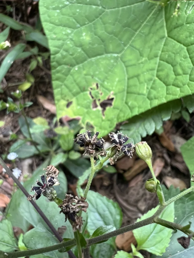 Adenostemma involucratum (7)