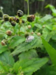 Adenostemma brasilianum (12)