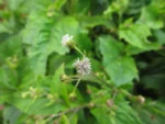 Adenostemma brasilianum (14)