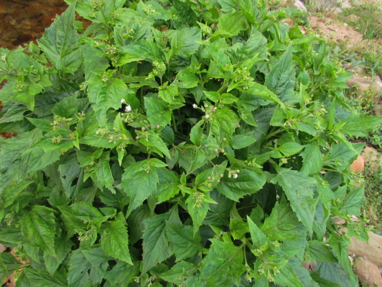 Adenostemma brasilianum (7)