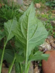 Adenostemma brasilianum (4)