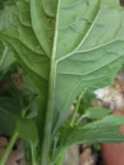 Adenostemma brasilianum (5)