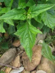 Adenostemma brasilianum (1)