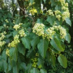 IMG_20251206_160849