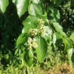 IMG_20251206_160425