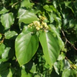 IMG_20251206_160431