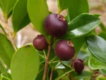 IMG_20251204_094653