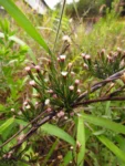 Symphyotrichum squamosum (29)