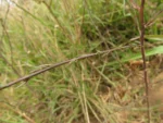Symphyotrichum squamatum (23)