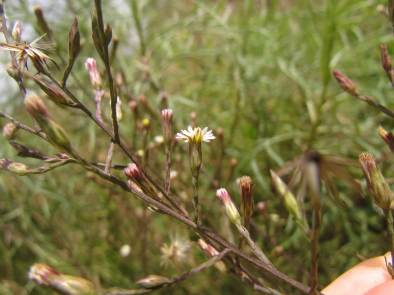 Symphyotrichum squamatum (21)