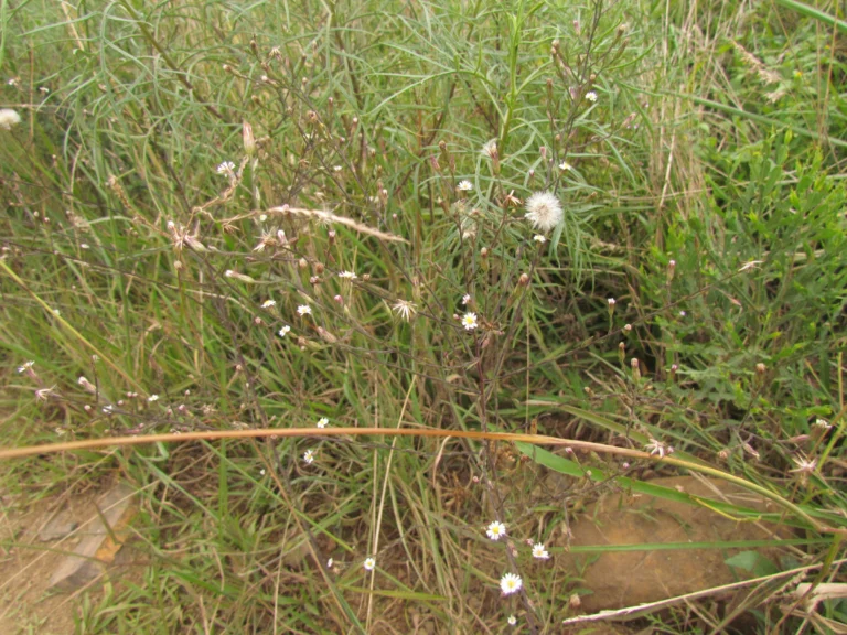 Symphyotrichum squamatum (12)