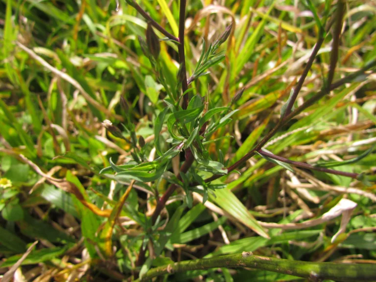 Symphyotrichum squamatum (11)