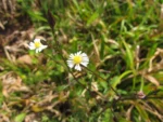 Symphyotrichum squamatum (5)