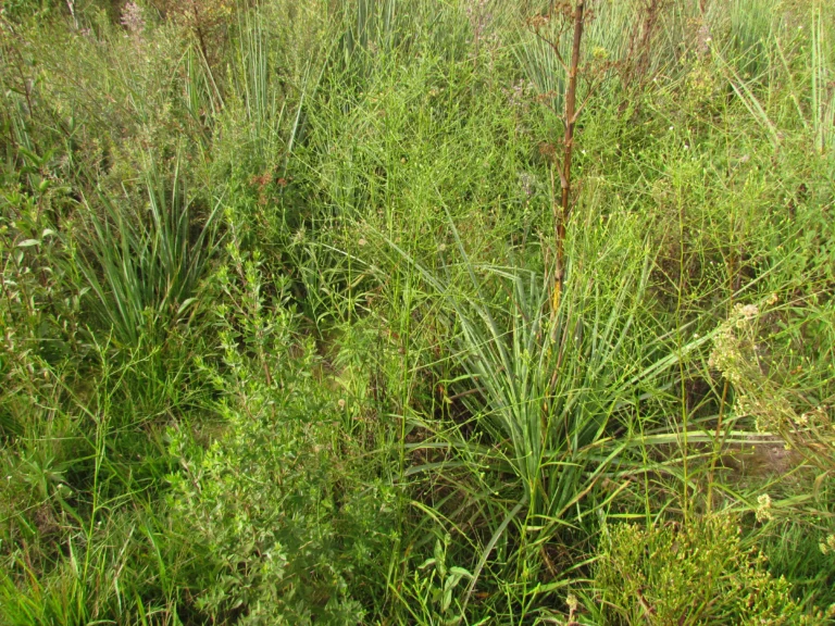 Symphyotrichum regnellii (32)