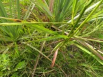 Symphyotrichum regnellii (28)