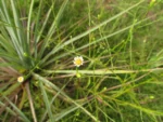 Symphyotrichum regnellii (25)