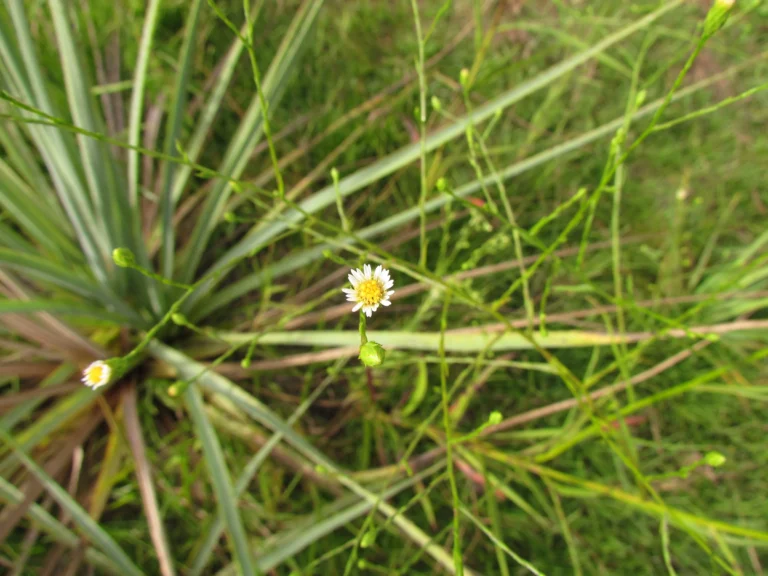 Symphyotrichum regnellii (25)