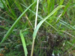 Symphyotrichum regnellii (19)