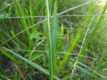 Symphyotrichum regnellii (20)