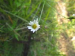 Symphyotrichum regnellii (12)