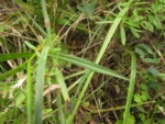 Symphyotrichum regnellii (6)