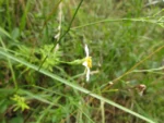 Symphyotrichum regnellii (3)