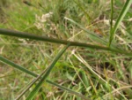 Symphyotrichum graminifolium (28)