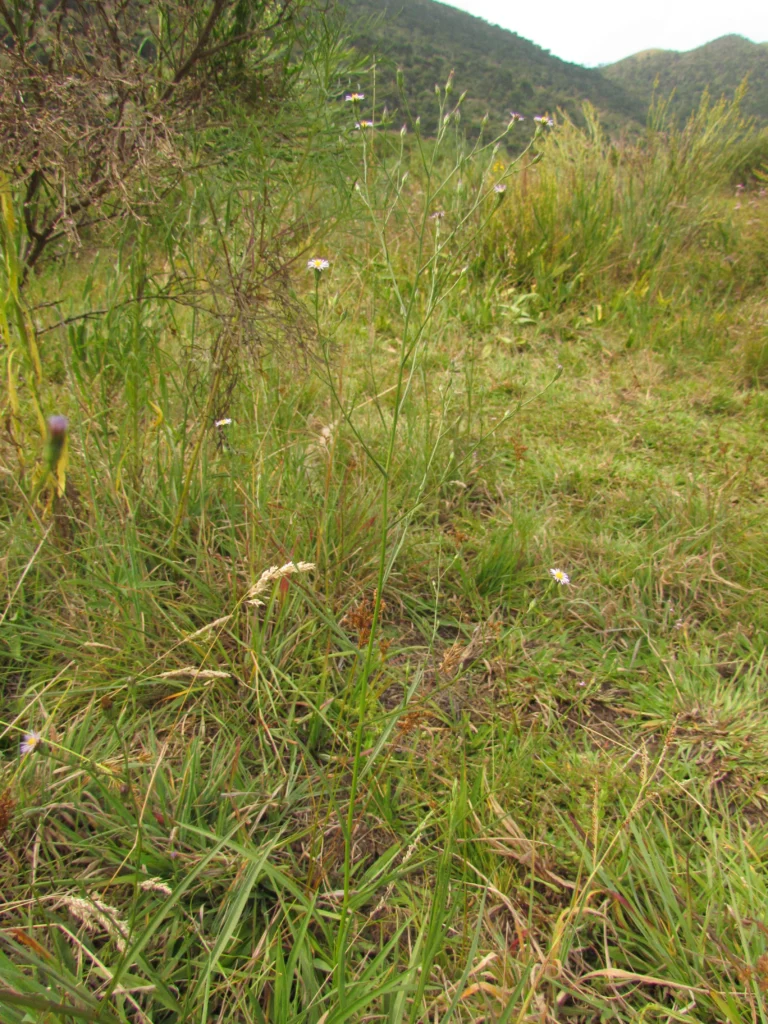 Symphyotrichum graminifolium (26)