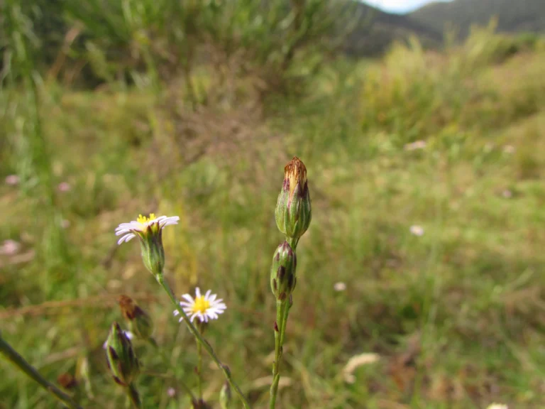Symphyotrichum graminifolium (22)