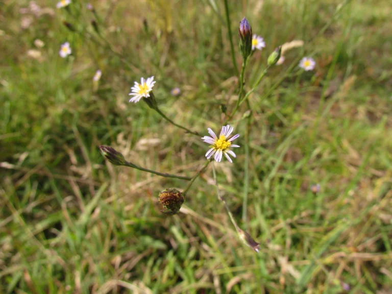 Symphyotrichum graminifolium (17)