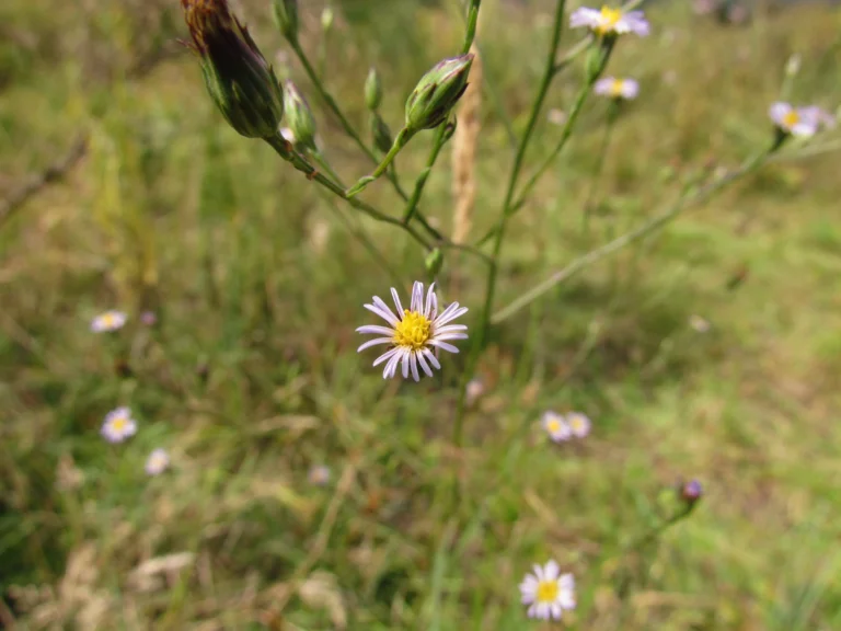 Symphyotrichum graminifolium (16)