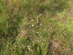 Symphyotrichum graminifolium (13)