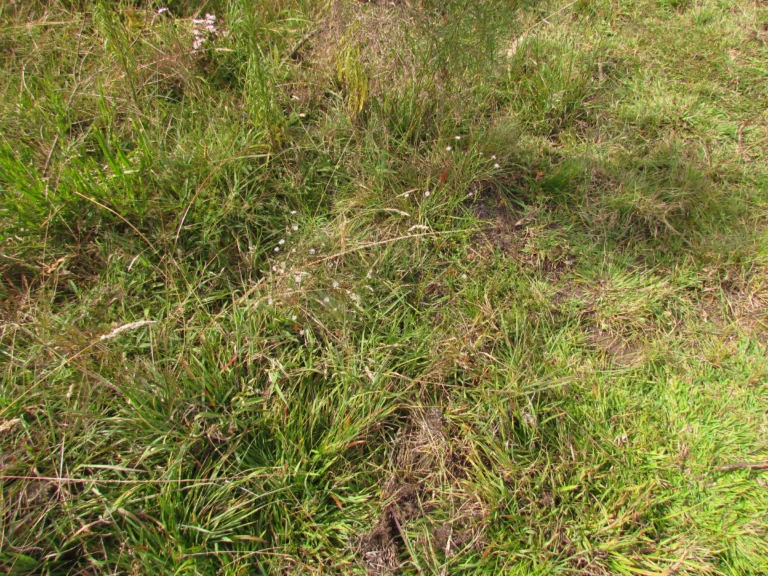 Symphyotrichum graminifolium (11)