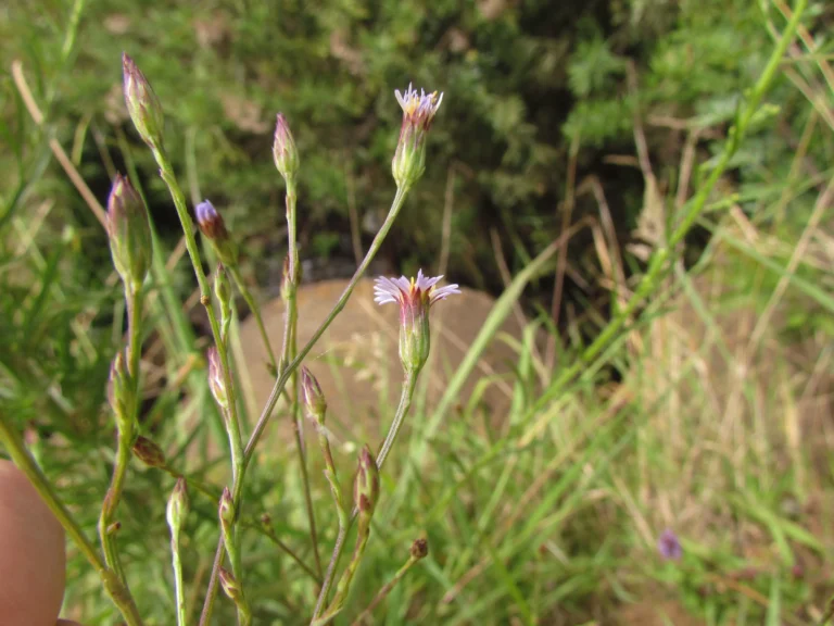 Symphyotrichum graminifolium (8)