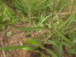 Symphyotrichum graminifolium (9)