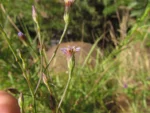 Symphyotrichum graminifolium (6)